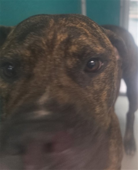 Adoptable Dog