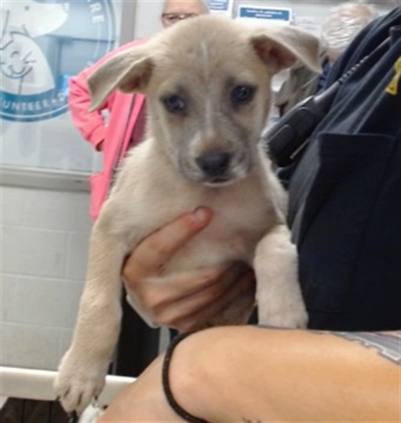 Adoptable Dog