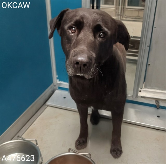 Adoptable Dog