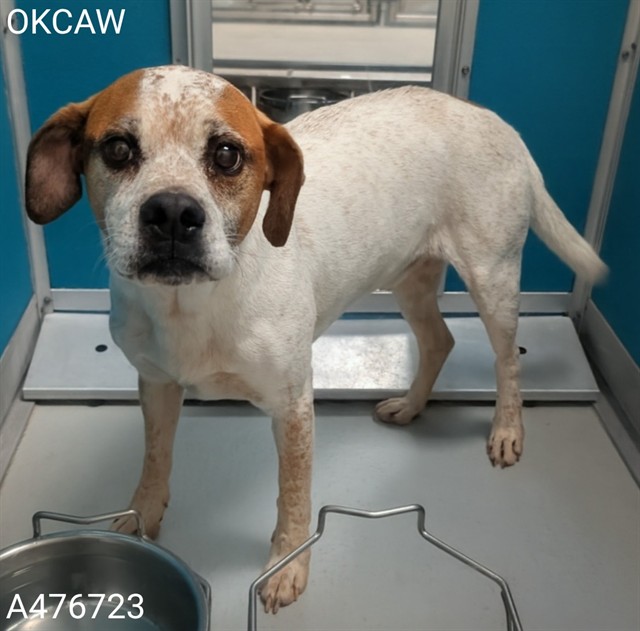 Adoptable Dog