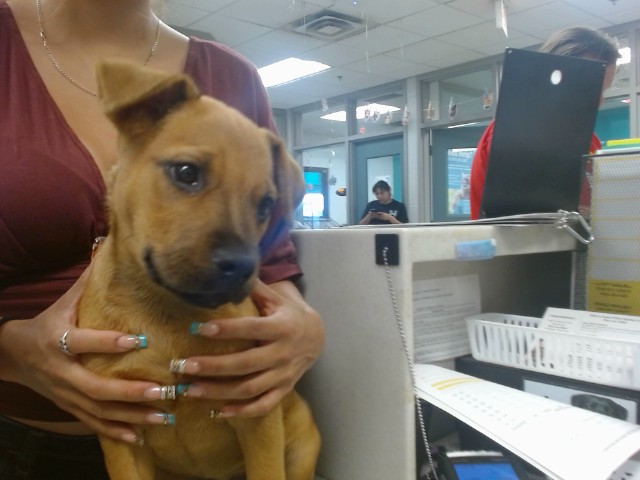 Adoptable Dog