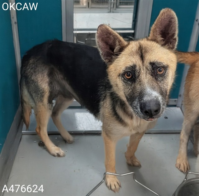 Adoptable Dog
