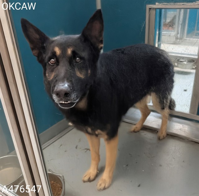 Adoptable Dog