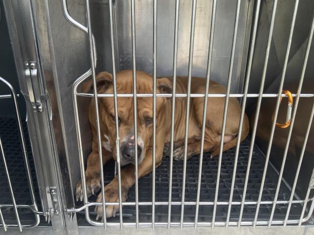 Adoptable Dog