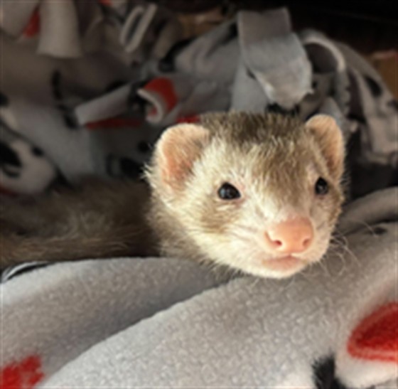 Madam Mischief