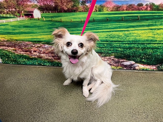 Adoptable Dog