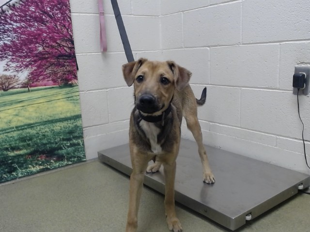 Adoptable Dog