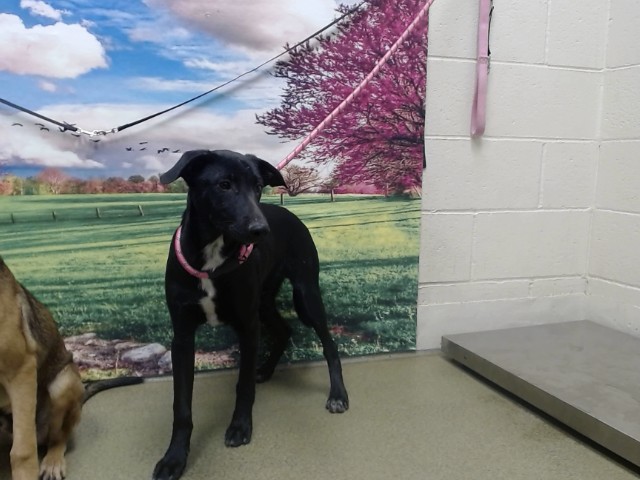 Adoptable Dog