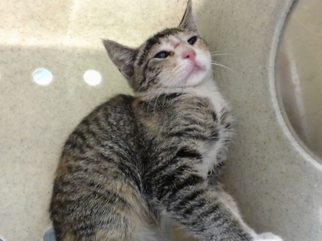 Adoptable Cat