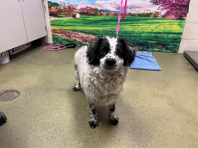 Adoptable Dog
