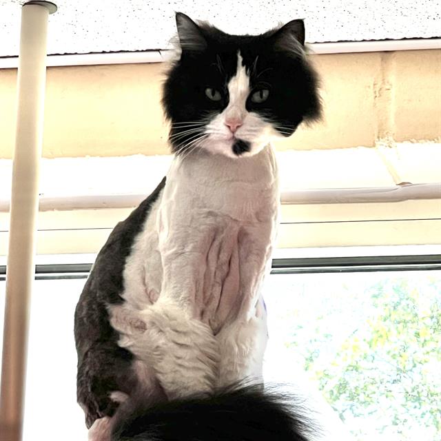 Oreo