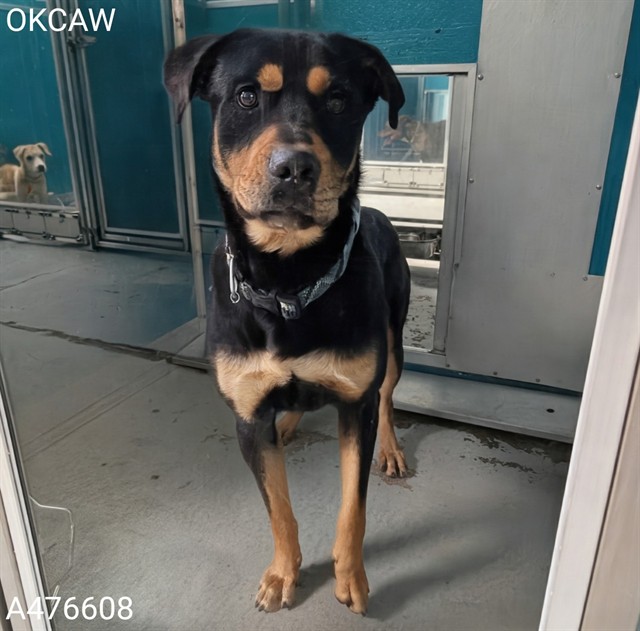 Adoptable Dog