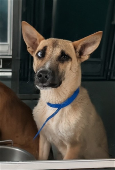 Adoptable Dog