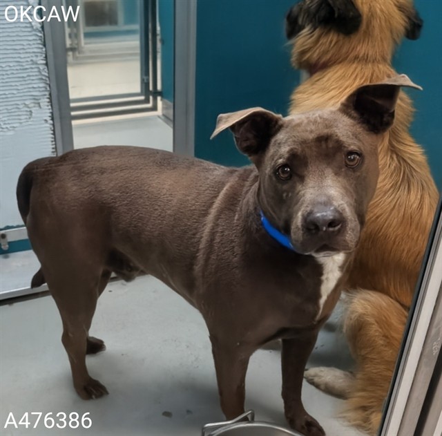 Adoptable Dog