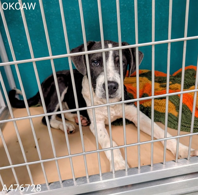 Adoptable Dog
