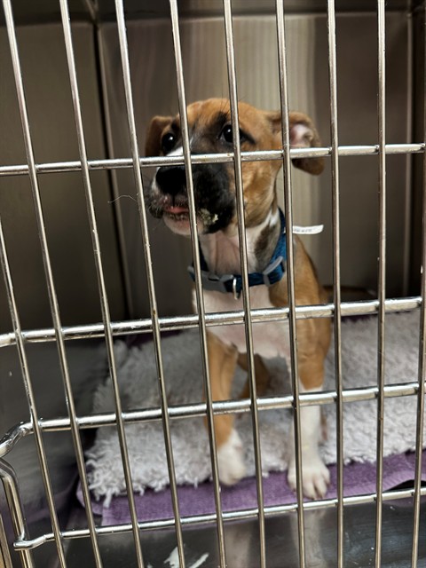 Cammi