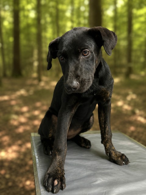Adoptable Dog