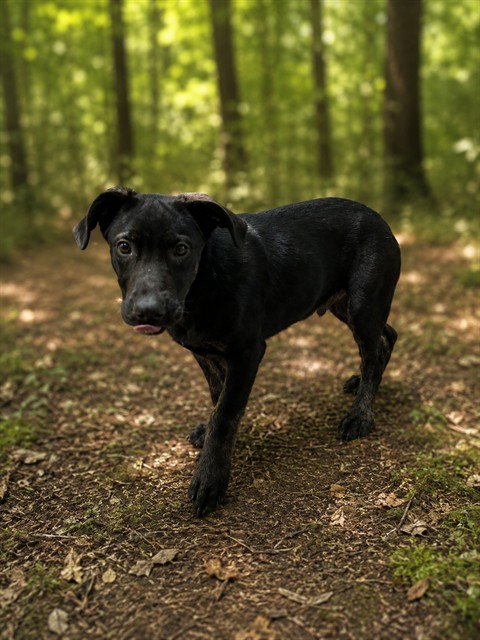 Adoptable Dog