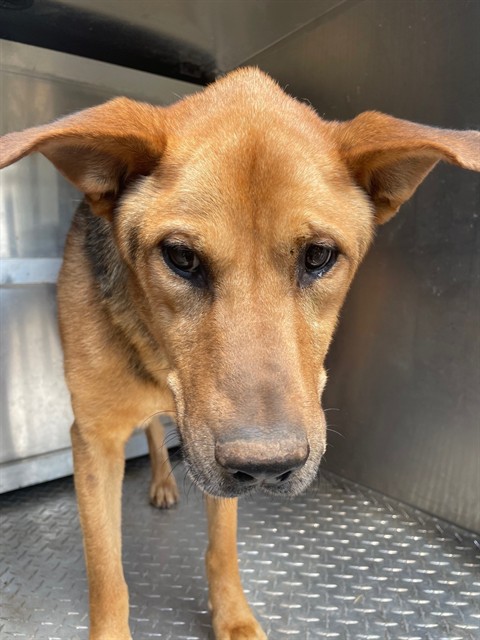 Adoptable Dog