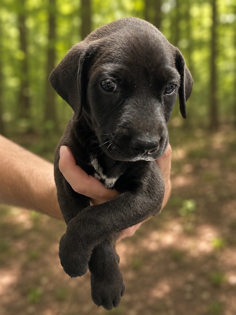 Adoptable Dog