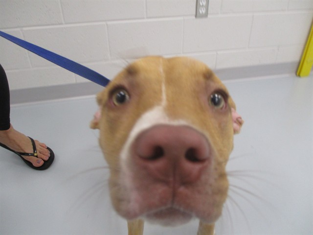 Adoptable Dog