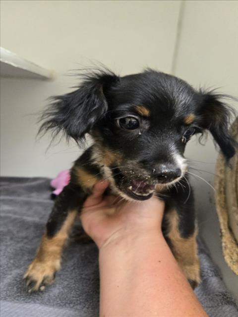 Adoptable Dog