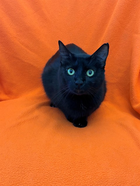 *Onyx