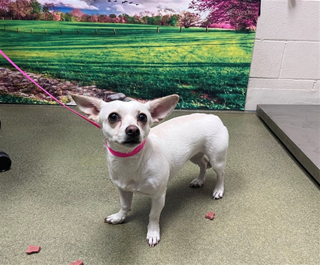 Adoptable Dog