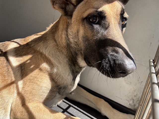 Adoptable Dog