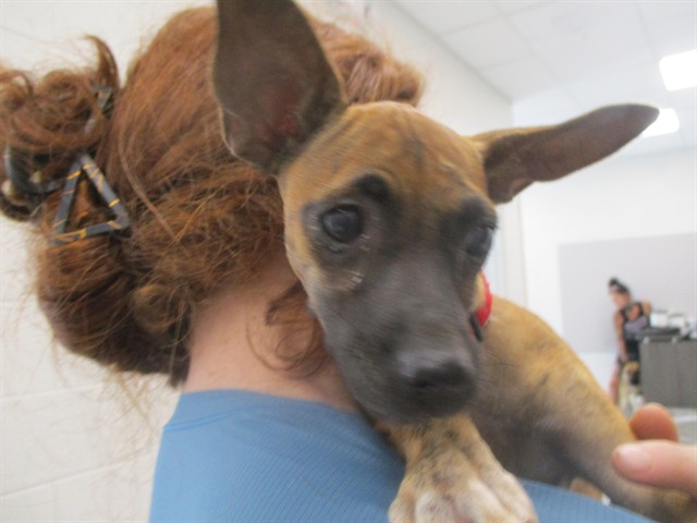 Adoptable Dog