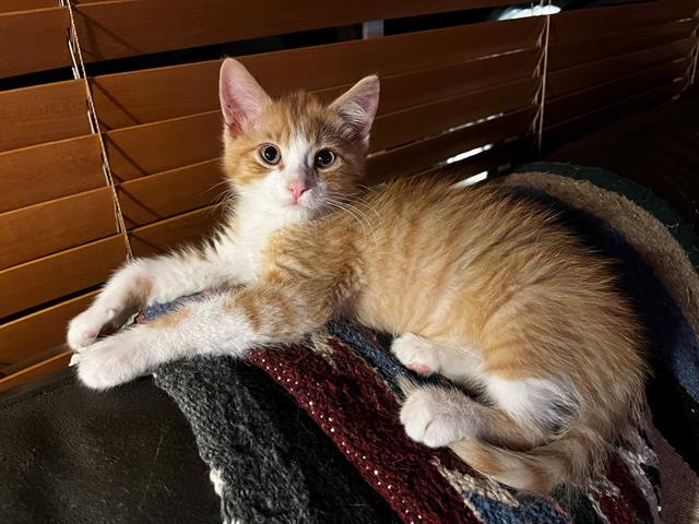Mittens