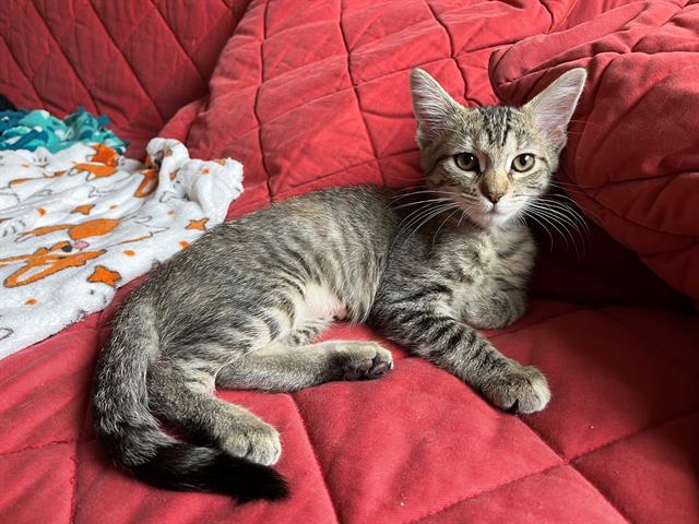 Tabitha