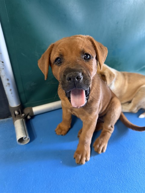Adoptable Dog