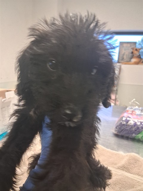 Adoptable Dog