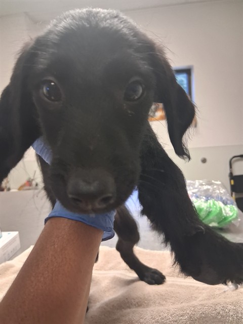Adoptable Dog