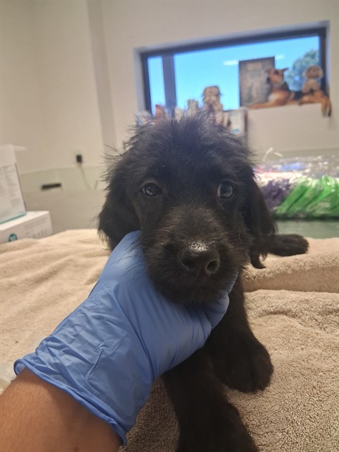 Adoptable Dog