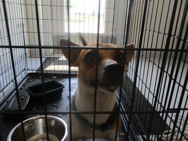Adoptable Dog