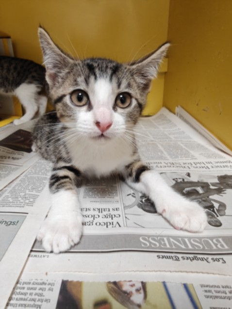 Adoptable Cat