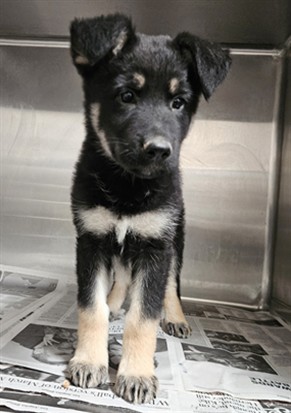 Zena