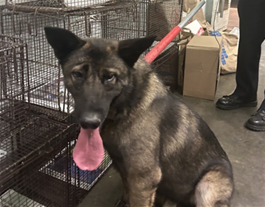 Adoptable Dog