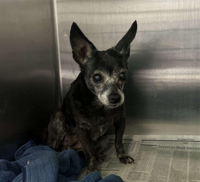 Adoptable Dog
