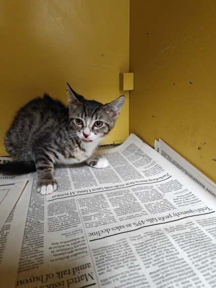 Adoptable Cat