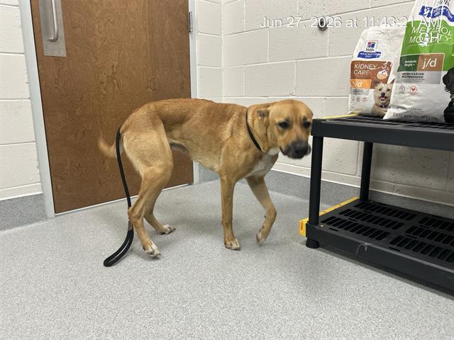Adoptable Dog