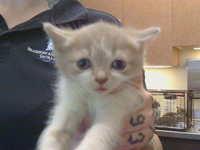 Adoptable Cat