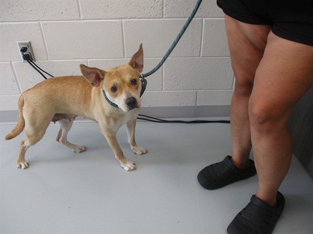 Adoptable Dog