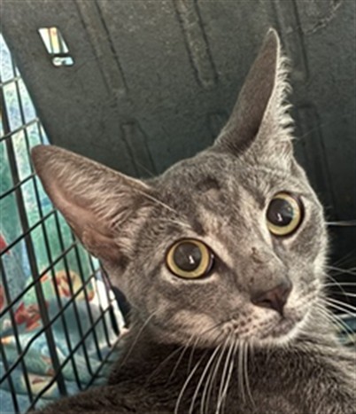 Adoptable Cat