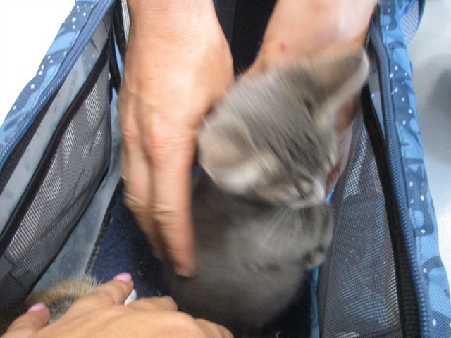 Adoptable Cat