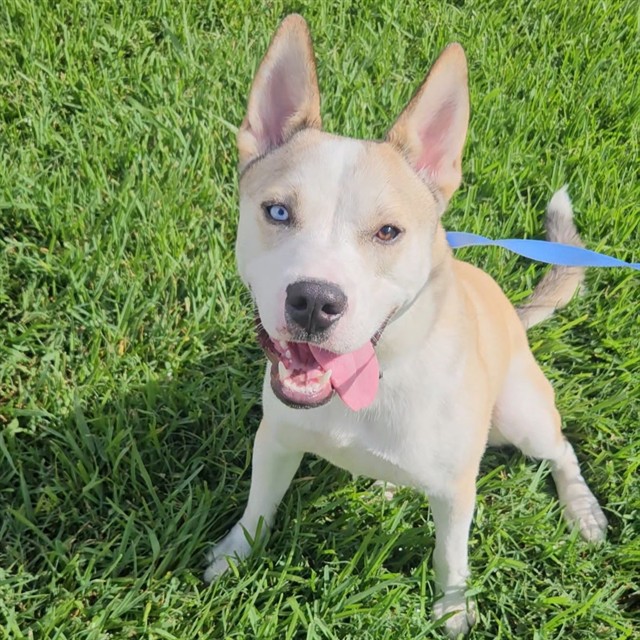 Cosmo