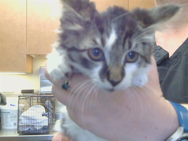 Adoptable Cat