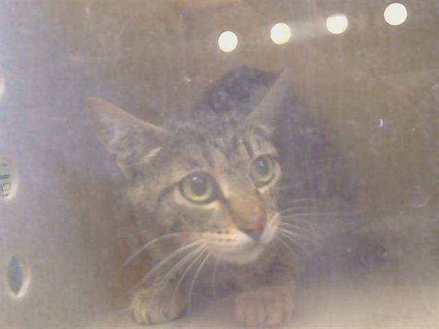 Adoptable Cat